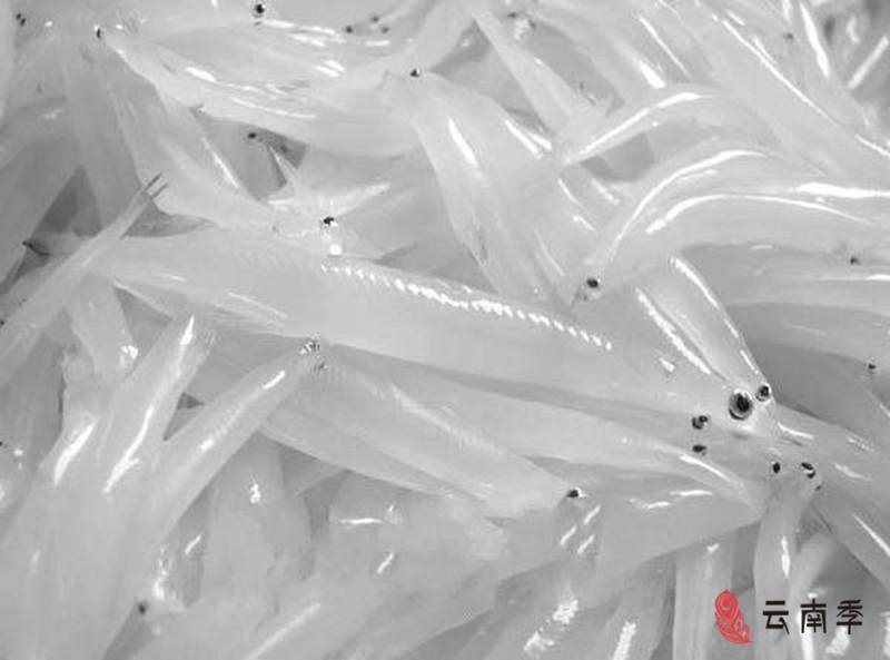 程海银鱼最新视频,舌尖上的鄱阳湖银鱼