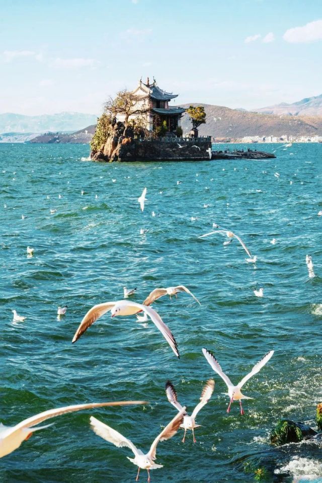 什么是云南品种,什么是云南的特色