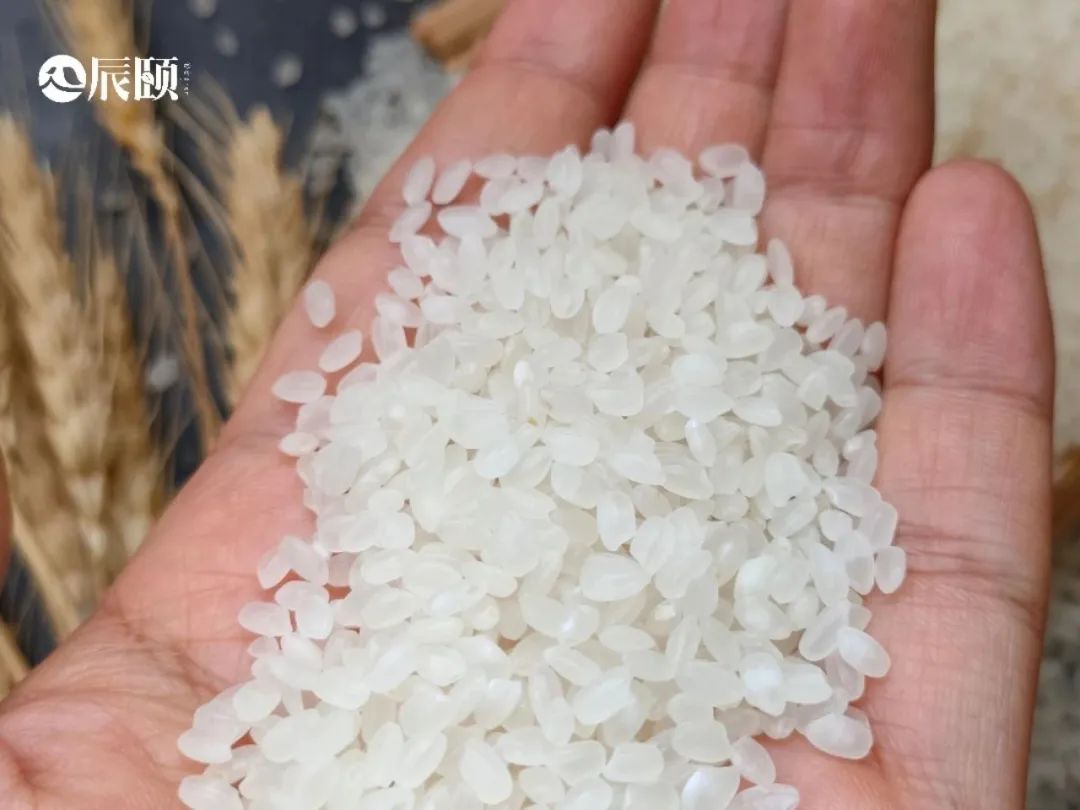 东北珍珠米用来做蛋炒饭可以吗,现磨现发东北珍珠米为什么好吃