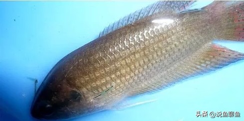 中国斗鱼生虱怎么治疗,锚头蚤寄生虫怎样治疗