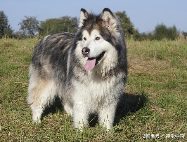 狗狗的种类图片,双鱼座狗狗性格特点