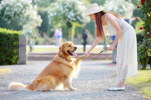 金毛狗狗的优点和缺点,金毛的优点和缺点