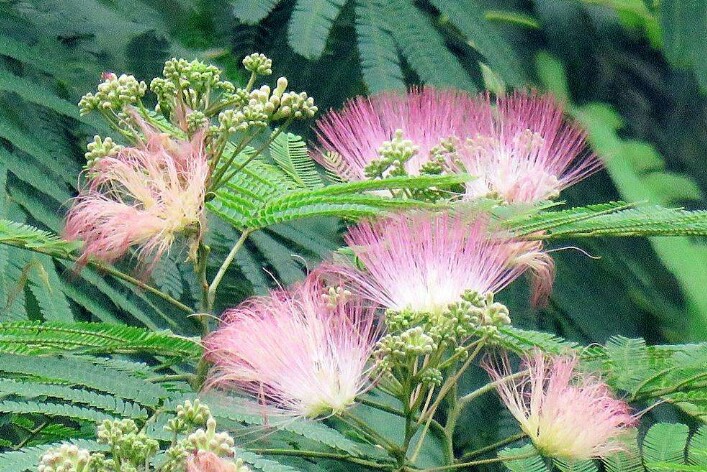 *欢合**花：花美叶美、有色有香的*欢合**花，管理与栽培