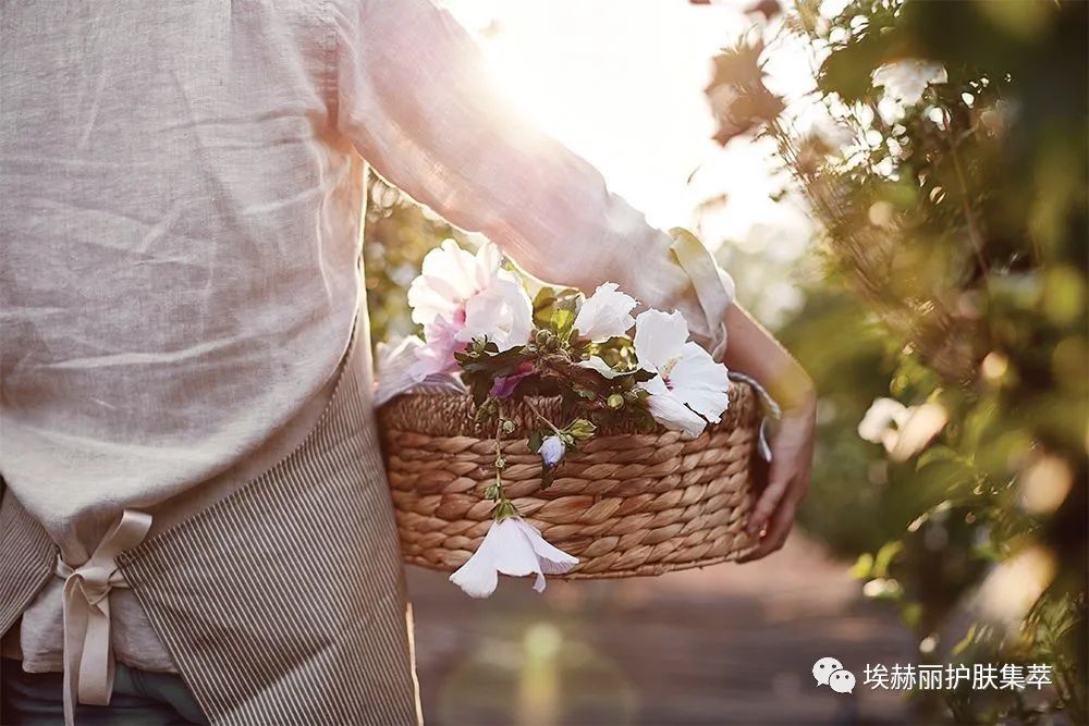 大马士革玫瑰精粹油,里美大马士革玫瑰精华油