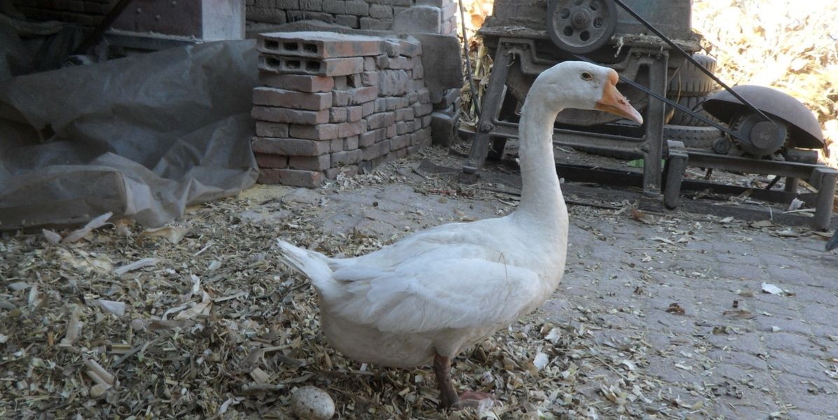 种鹅卵黄性腹膜炎的特效药,鹅腹膜炎用哪类药
