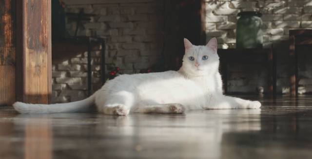 中华田园橘白猫脾气好吗,中华田园白猫配什么猫