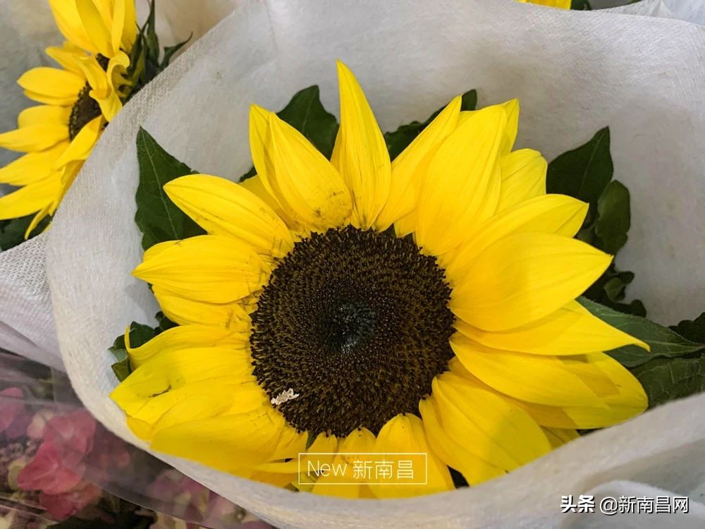 南昌花市有哪些地方,南昌花市批发市场