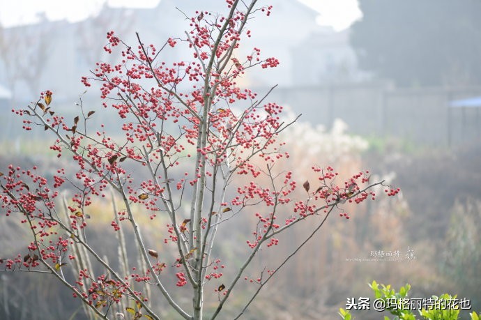 整个冬天都挂着的小红果，迷你山楂“冬果王”｜植物笔记