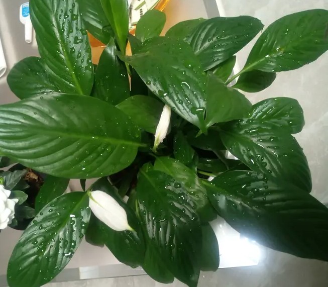 白掌养护方法和基本常识,白掌花开一帆风顺图片