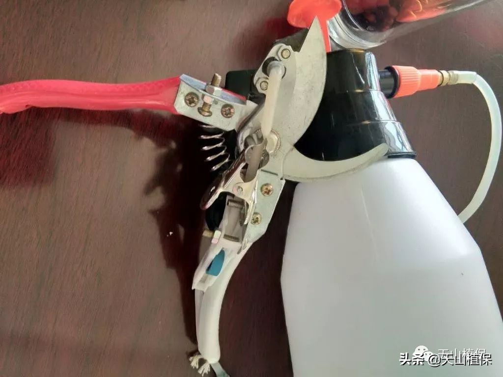 棉田芦苇怎么根除,小麦地里芦苇怎样根除