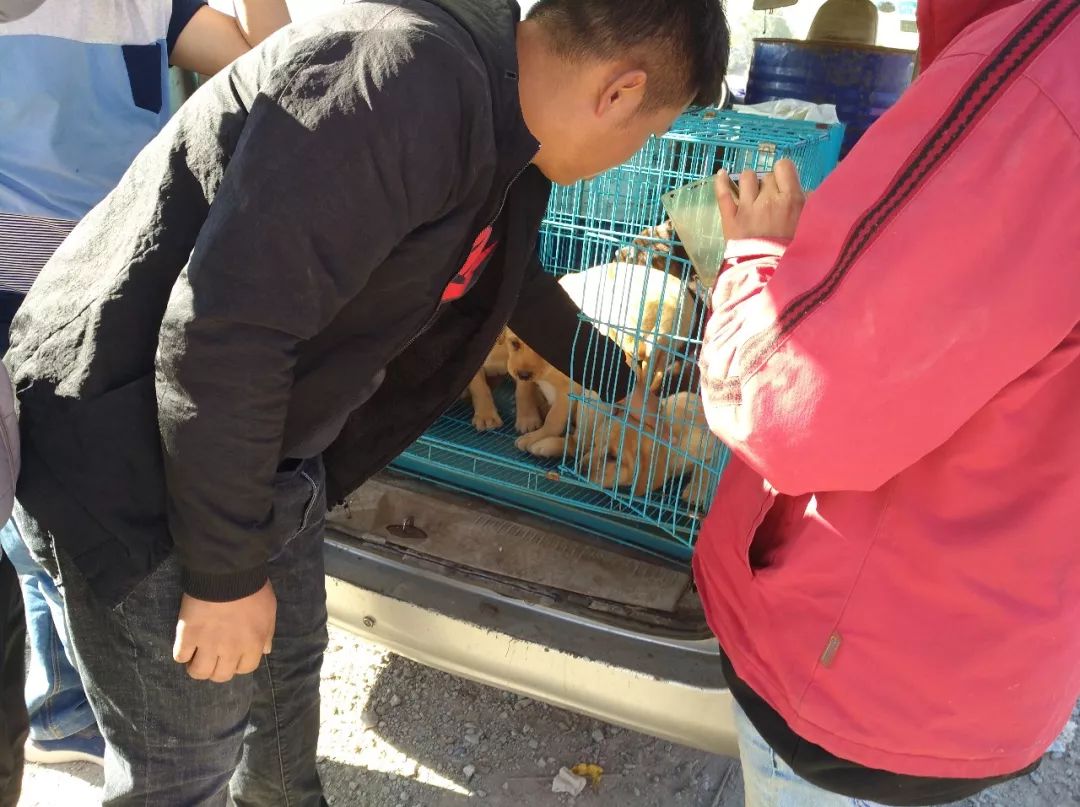 狗市多少钱一只拉布拉多,拉布拉多在狗市卖多少钱一只