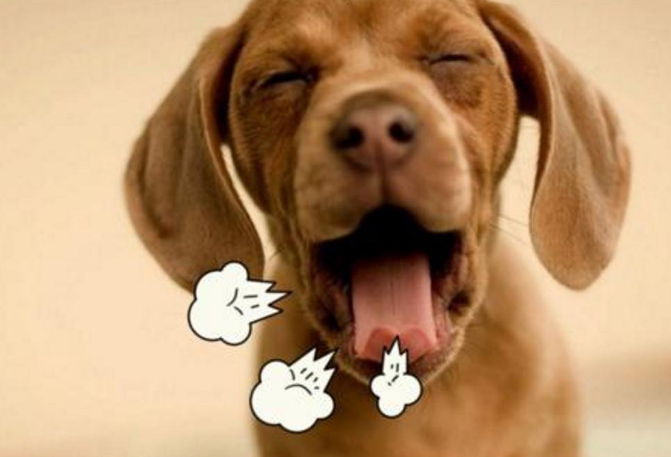 铲屎官除味自救方法,狗狗去口臭最好的方法