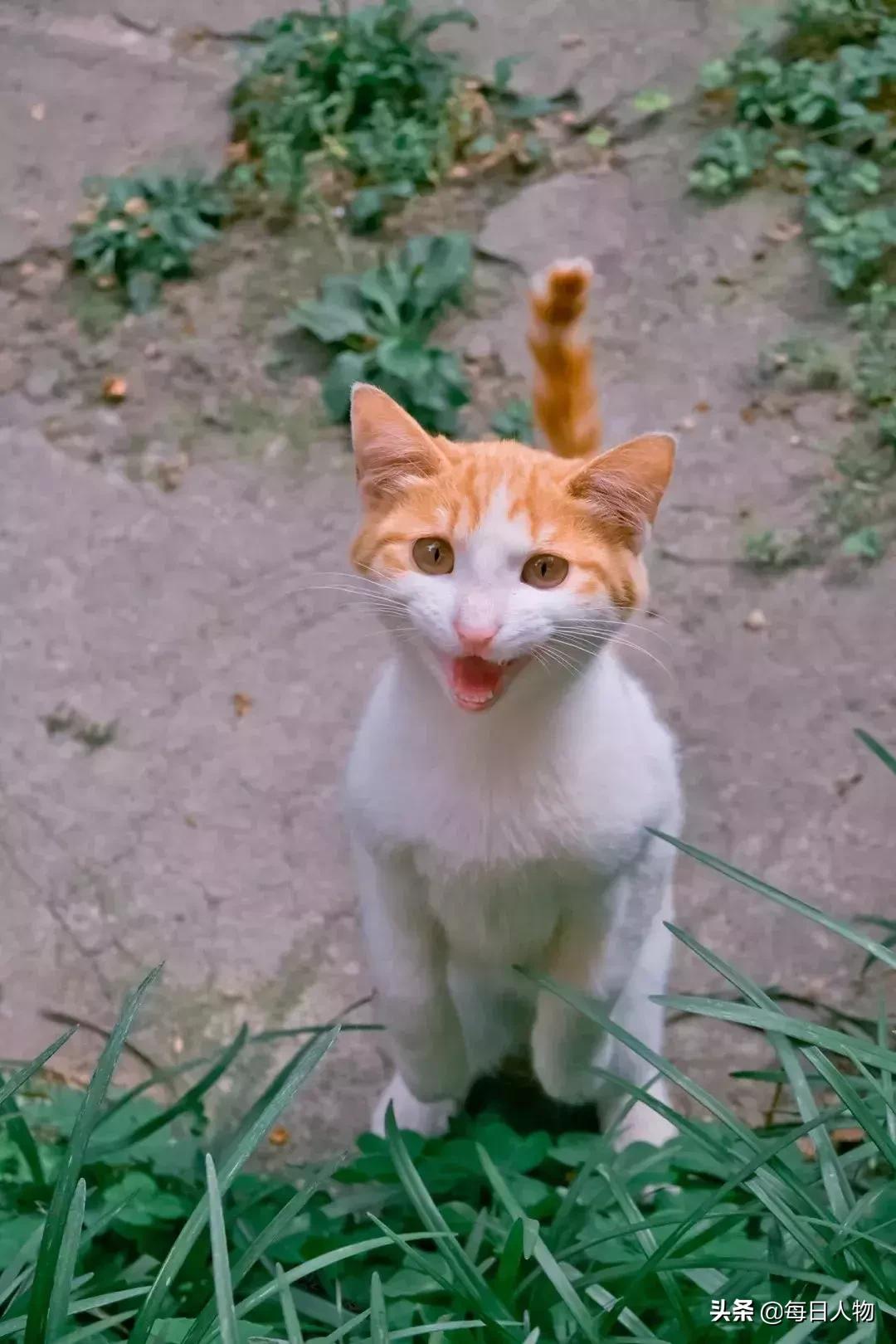 猫咪也有无可奈何的时候,猫咪为什么会给人安慰