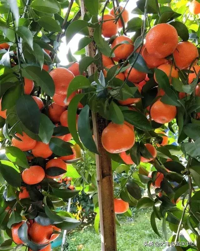 硼肥作用是施肥后果实会膨大的吗,硼肥不容易融化该怎么使用