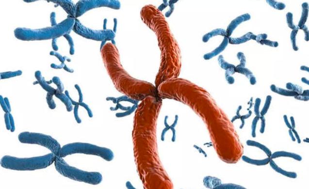 动物是怎样无性生殖的,动物无性生殖的几种方式