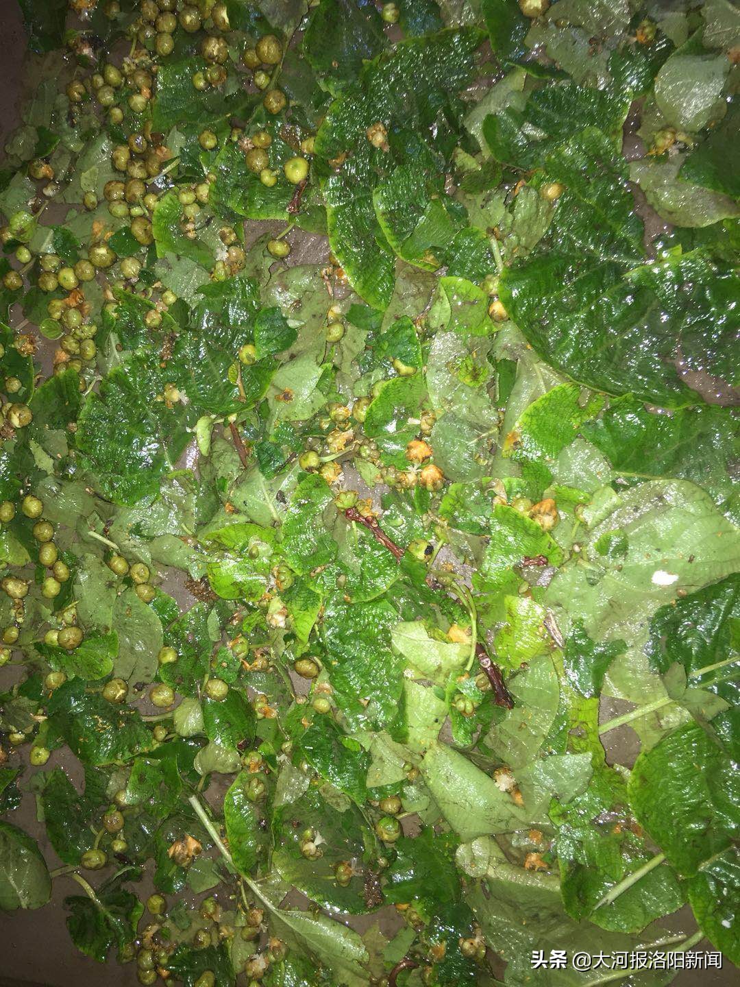 小麦成熟被冰雹砸怎么补救,小麦遭到冰雹灾害的现场