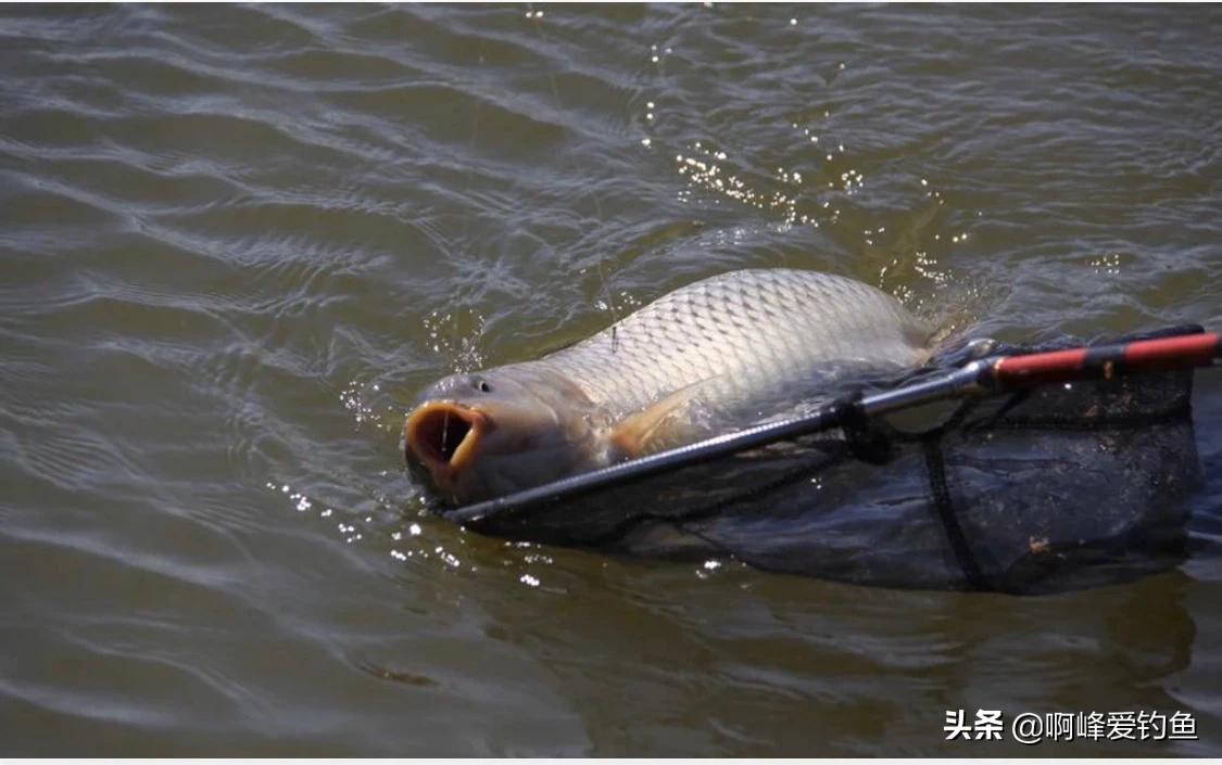 用颗粒钓鱼小妙招,钓鱼用颗粒钓法