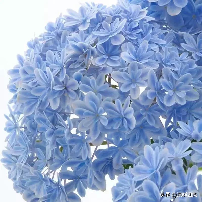 十种好看的绣球,最好看的绣球花视频