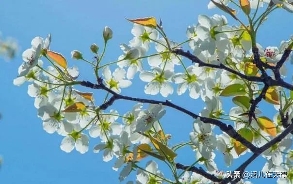 大“疫”灭清，天津2020赏花地图上线！