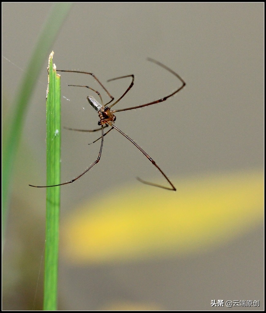 《蟢》-不是所有蜘蛛都可以叫蟢的