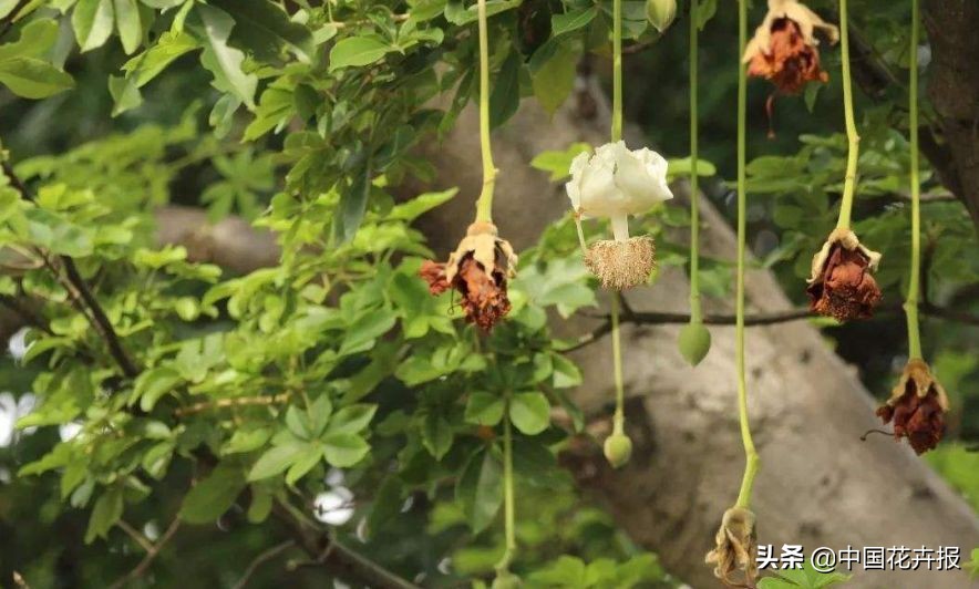 从小就觉得面包树上结的是“面包”？你只差一个亲眼看看的机会