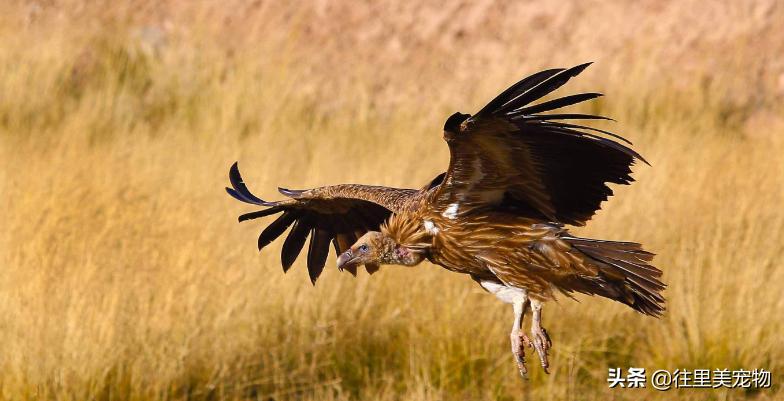 秃鹫就是大自然的清道夫,秃鹫跟鬣狗大自然的清道夫