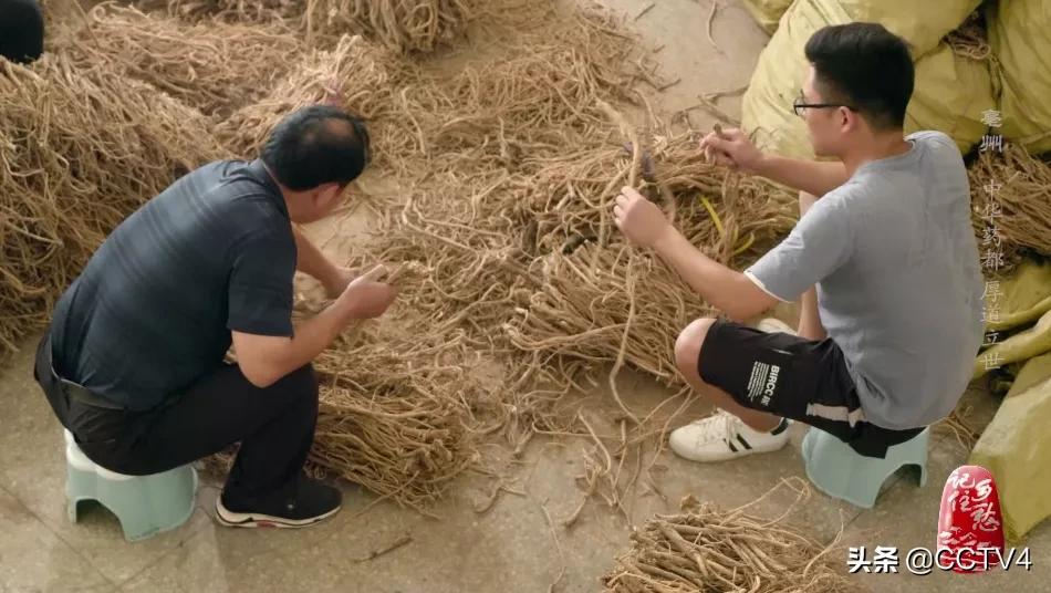 华佗故乡亳州药都之乡简介,亳州为什么被称为华佗故里