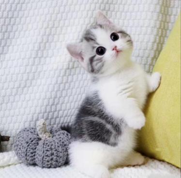 2021最火猫咪,2020年最火的猫咪