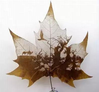 一叶一菩提高清图片,最漂亮的一叶一菩提