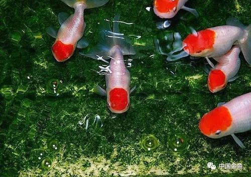 金鱼失鳔沉底怎么办,金鱼为什么养着养着就失鳔了