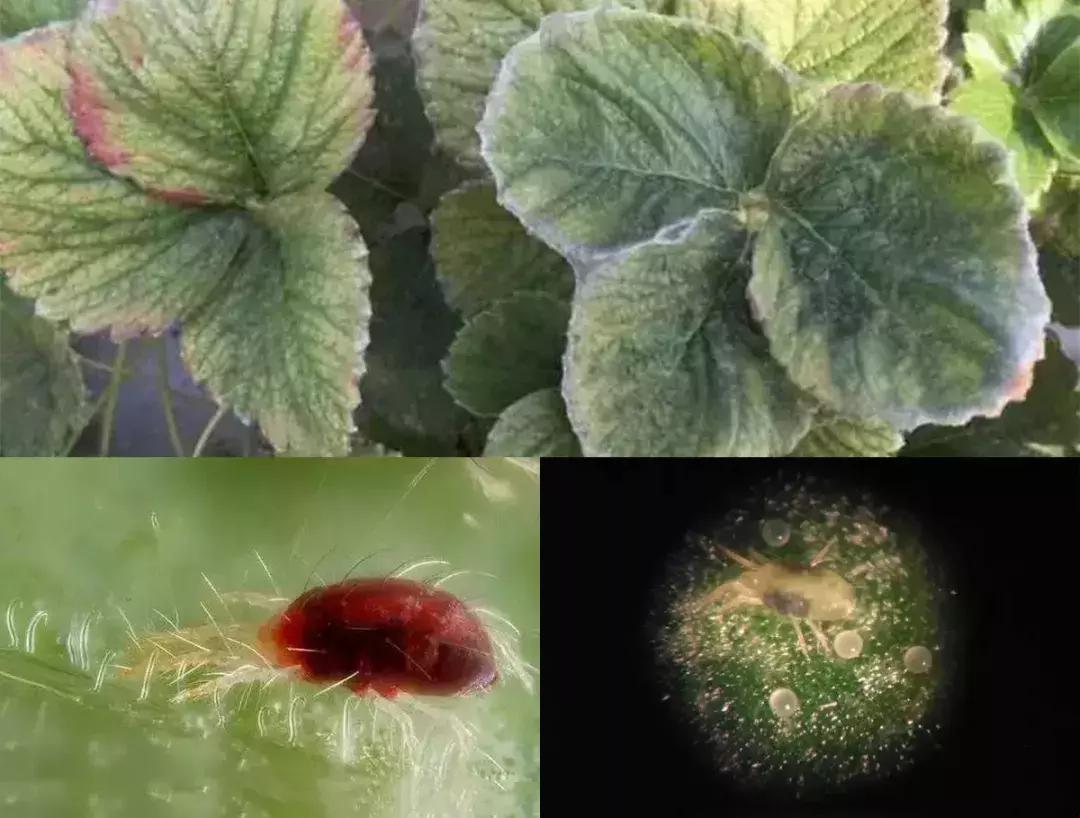 草莓蓟马虫害的症状与防治,秋季草莓虫害危害重点防治与识别