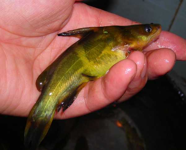 春季钓黄颡选位最佳时间,钓黄颡的最佳时间