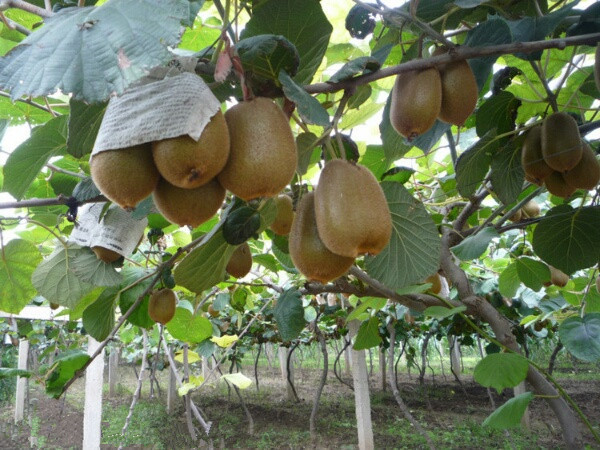 眉县猕猴桃电商2016年,眉县猕猴桃电商刘超