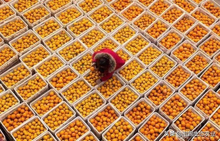 柑橘行情不好时如何卖农药,柑橘销售难对策建议