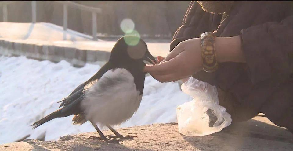 老鹰吃喜鹊被一群喜鹊欺负,老鹰为什么敢捕食毒蛇