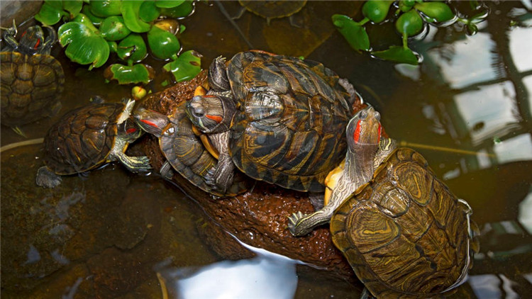 乌龟不吃东西有什么解决方法,乌龟不吃东西解决方法