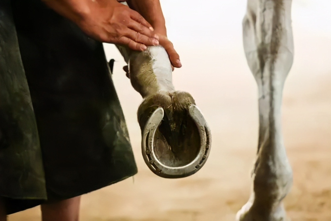 骏马训练方法视频,骏马的训练