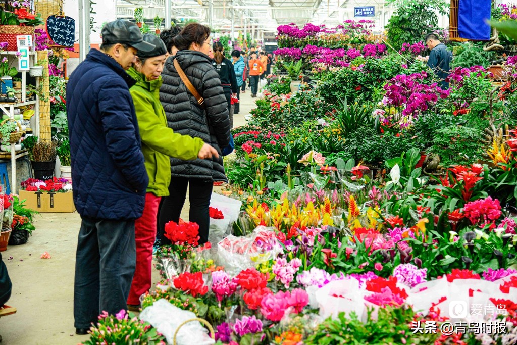 青岛人每年过年必逛！枯桃花卉市场多彩蝴蝶兰贺新春