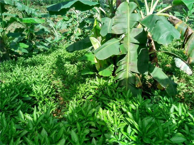 香蕉抽蕾受冻害什么症状,香蕉霜冻后处理方法