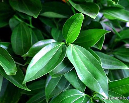 平安树叶子枯萎变干,平安树叶子蔫了为什么