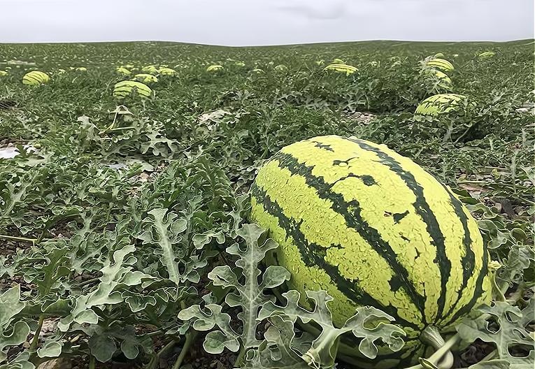 很受欢迎的一种西瓜，生长在石头缝里，明年或被禁种，吃不到了