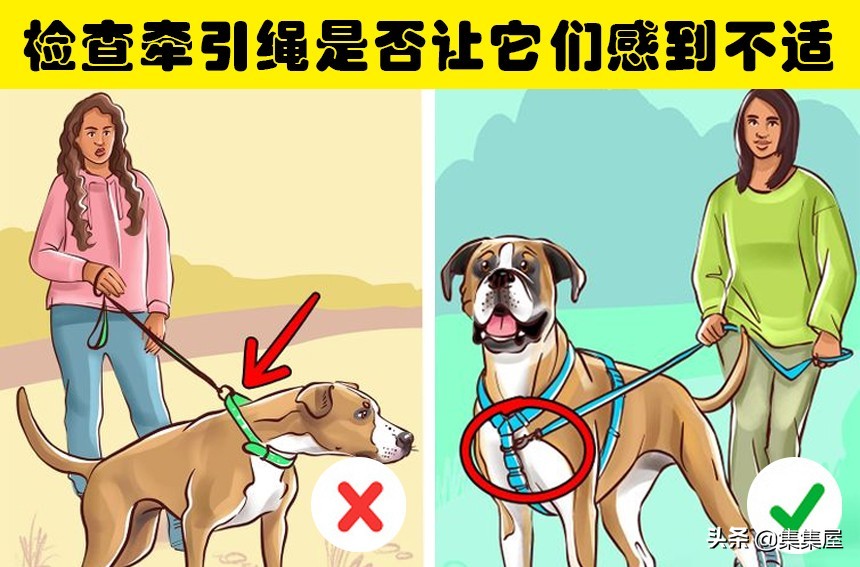 狗狗总是撑开牵引绳,狗狗老是挣脱脖套背带怎么办