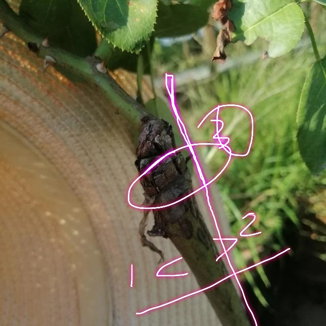 树状月季遇大风如何固定,树状月季春季剪秃会死掉吗