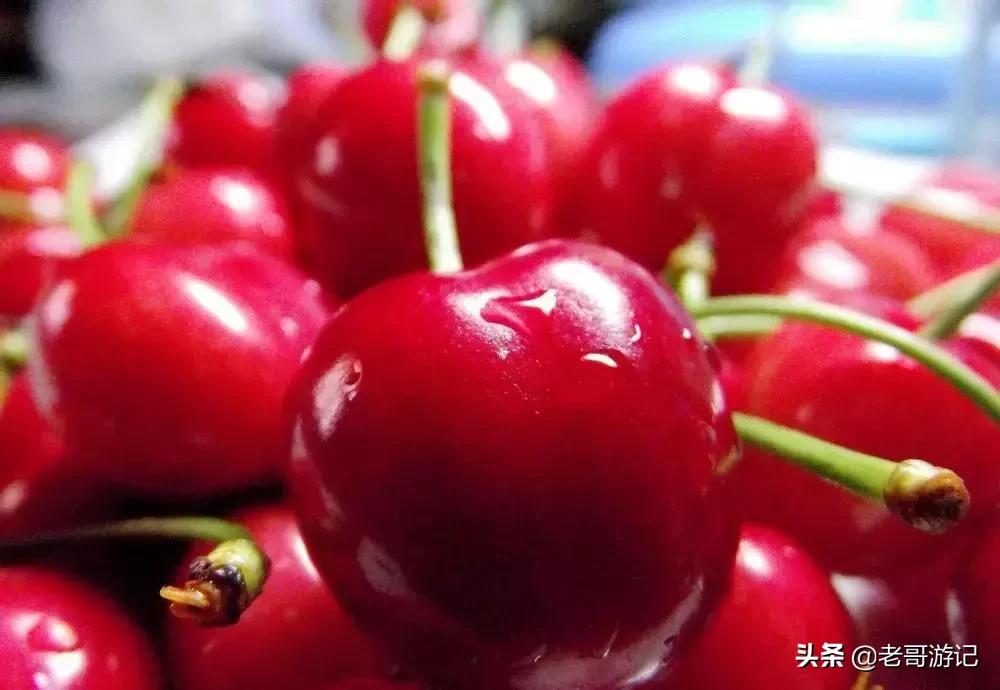 海阳小樱桃采摘季节,乳山市的大樱桃能摘吗