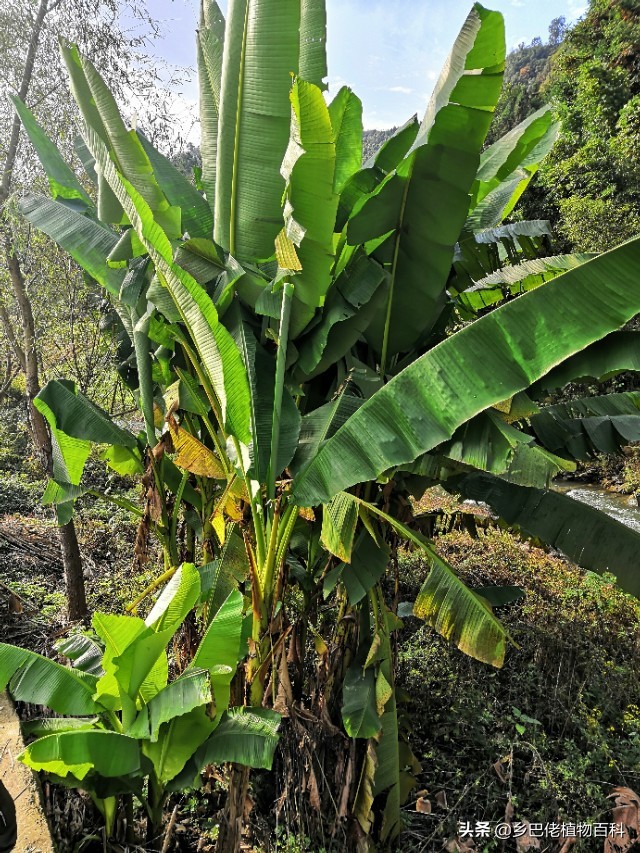 芭蕉树和香蕉树的图片大全,香蕉芭蕉树长什么样