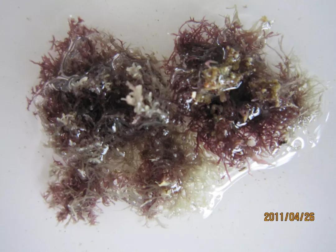 海苔和紫菜是一种植物吗,海苔紫菜海带裙带菜什么区别