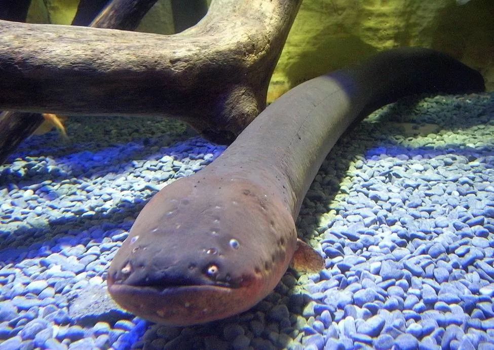 世界十大凶猛淡水鱼类,顶级淡水鱼类