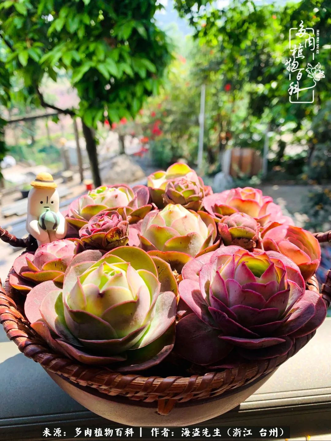 山地玫瑰养护顺口溜,山地玫瑰的养护种植注意事项视频