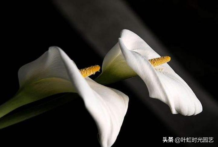 马蹄莲开花期间养护注意什么,马蹄莲的养护要点和方法