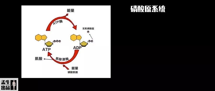 比肌酸更好的补剂,最棒的补剂肌酸的全面指南